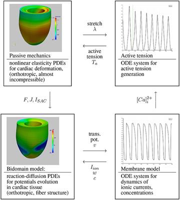 A Numerical Study of Scalable Cardiac Electro-Mechanical Solvers on HPC Architectures